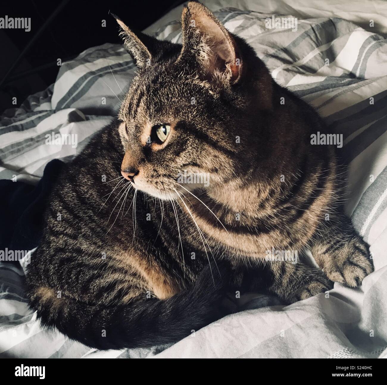 Tabby cat with green eyes Stock Photo - Alamy