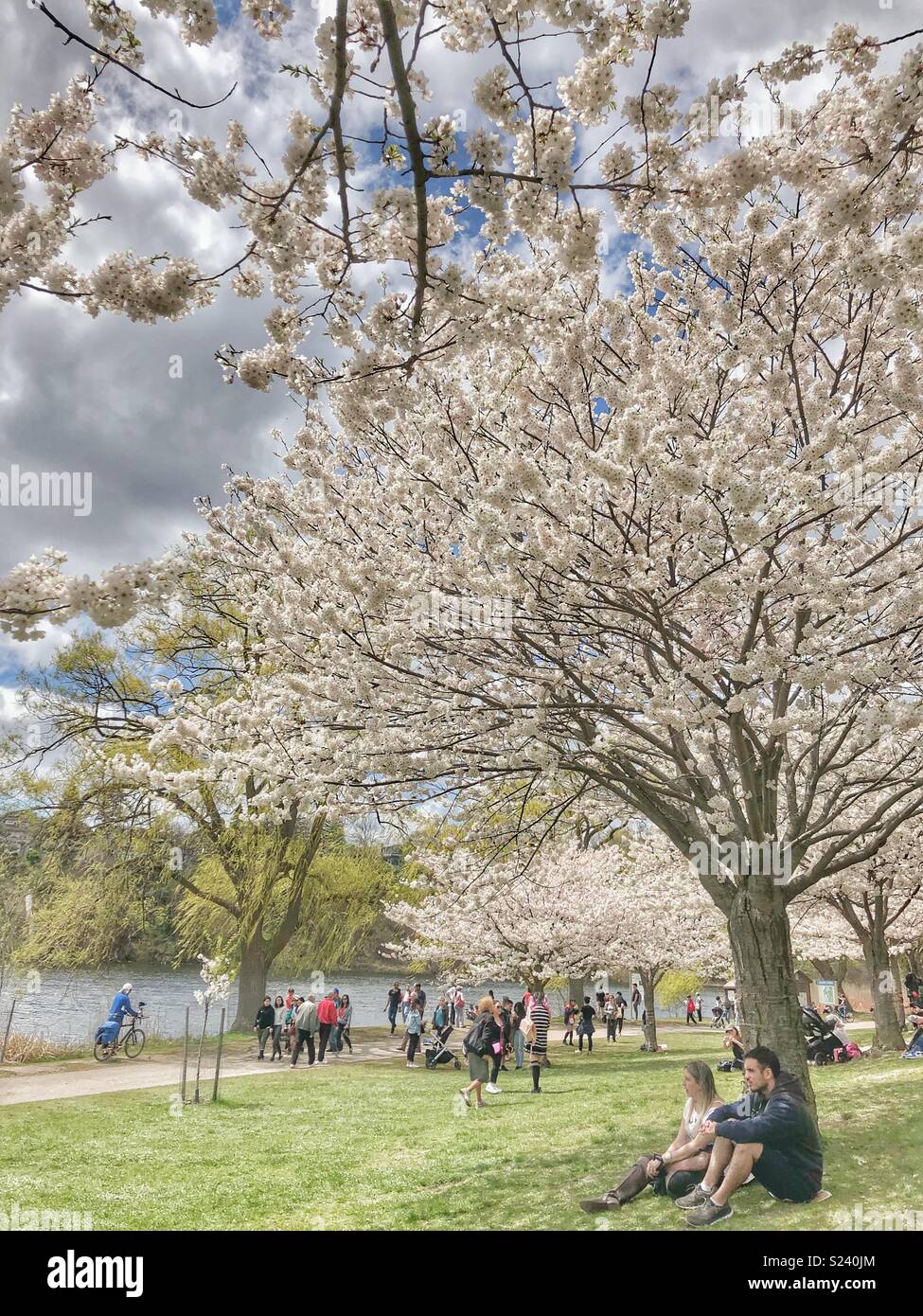 Cherry blossoms in High Park, Toronto. - Smartphone Captured Stock Image