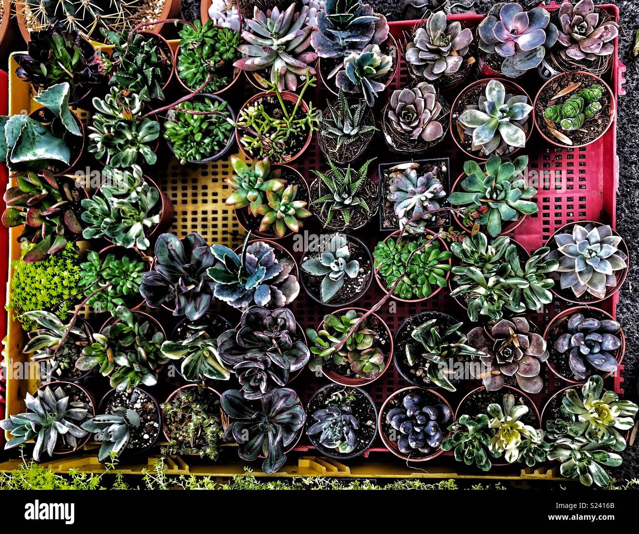 Succulent for Sale in Roma Norte in Mexico City with several plants missing - Smartphone Captured Stock Image