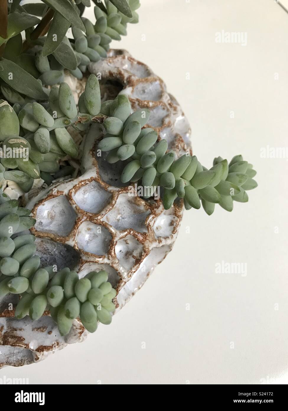 Succulents and handmade pottery Stock Photo