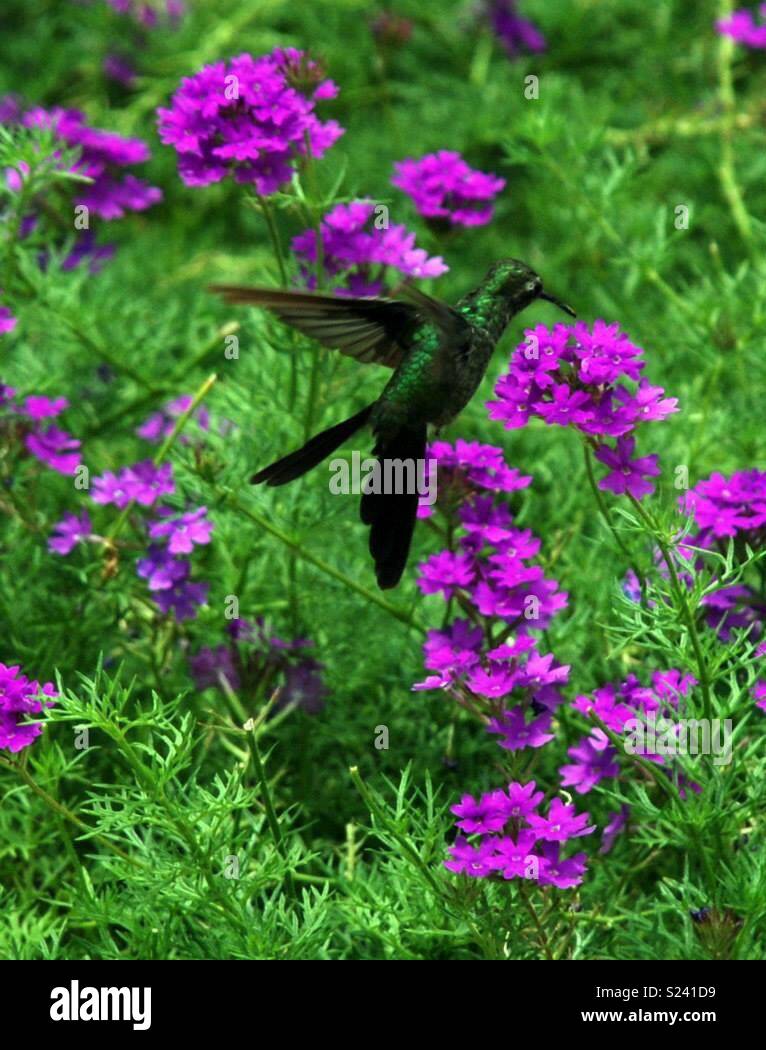 Emerald hummingbird. Stock Photo