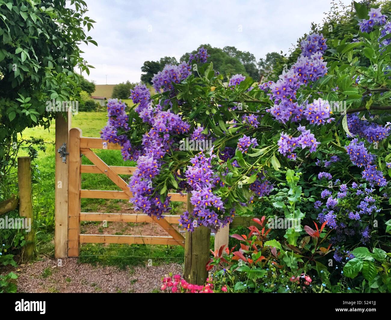 Purple flowers in English country garden Stock Photo