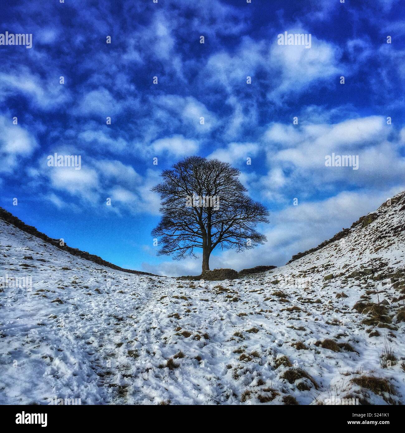 Sycamore Gap Tree Hi-res Stock Photography And Images - Alamy