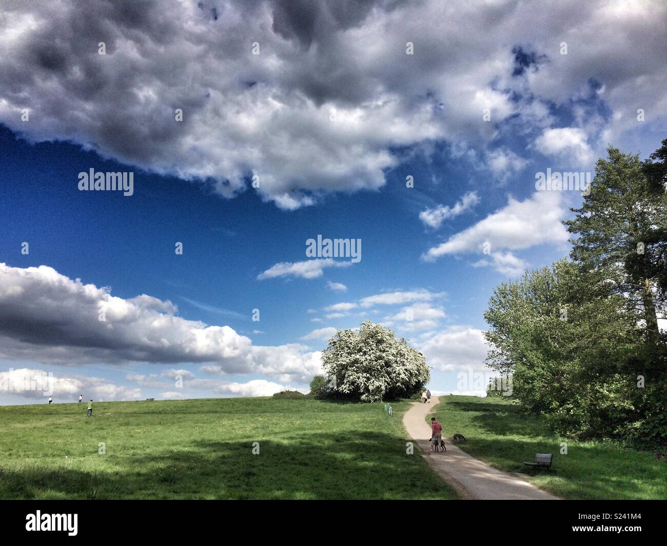A man walking his dogs climbs Parliament Hill, London, UK - Smartphone Captured Stock Image