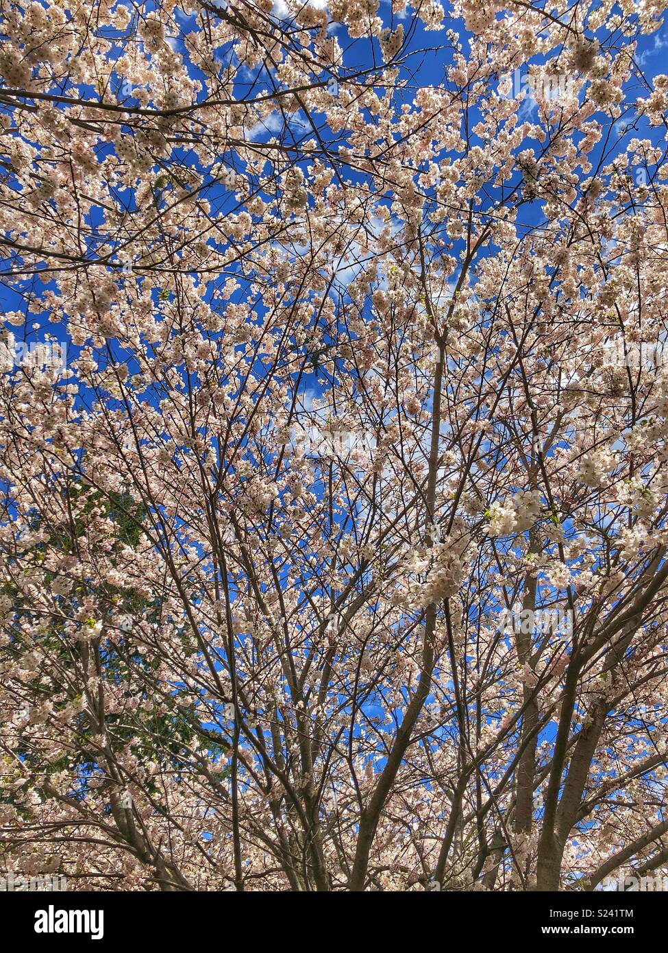 Cherry blossoms cover the sky. - Smartphone Captured Stock Image