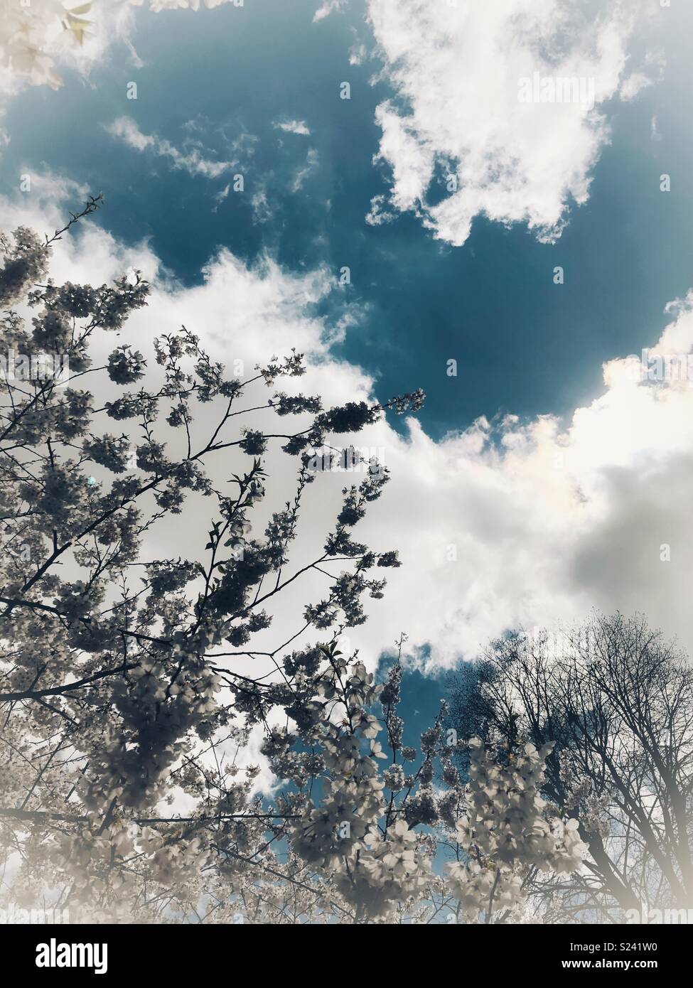 Dreamy cherry blossoms. Stock Photo