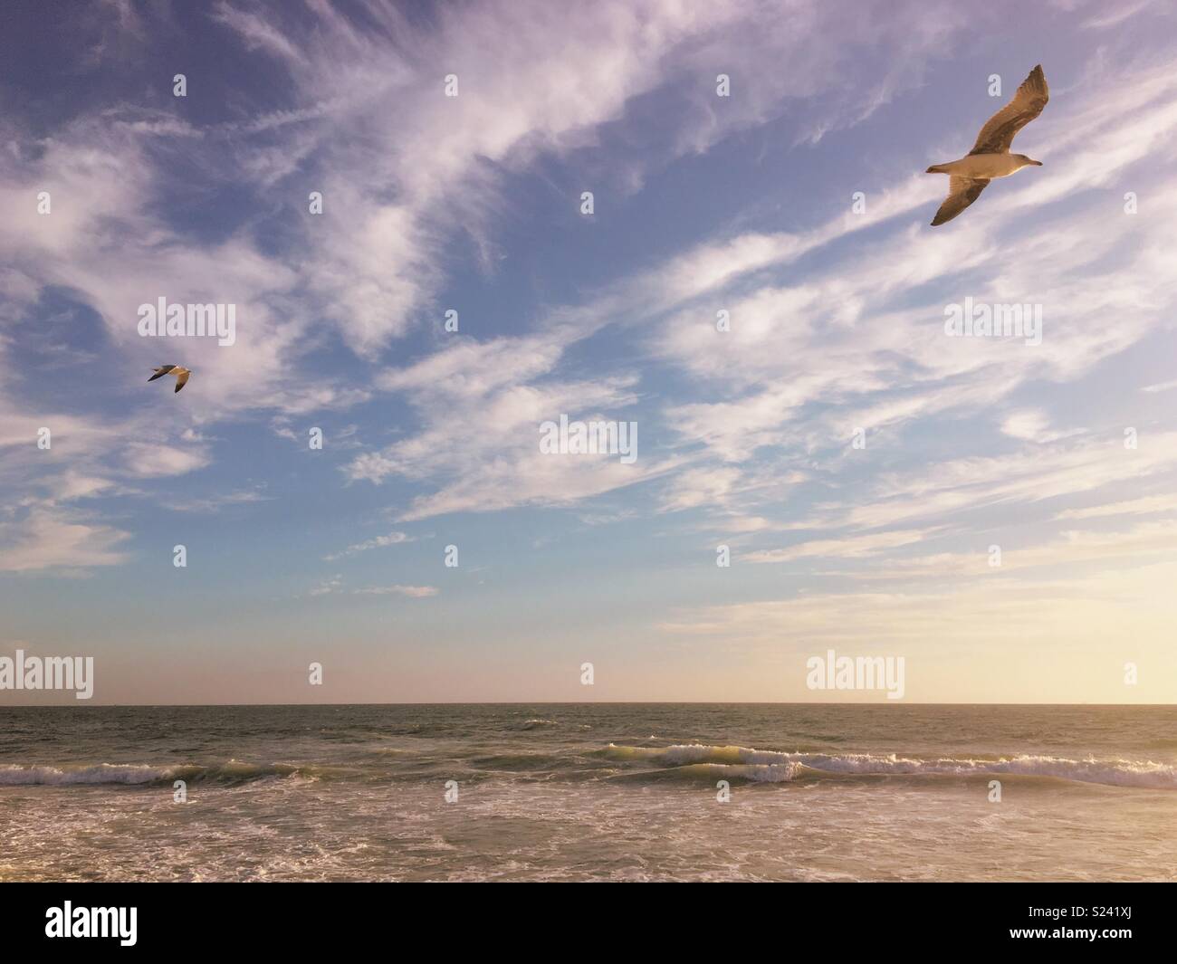 Two seagulls flying above the ocean in the early evening light by a beach. Space for copy. - Smartphone Captured Stock Image
