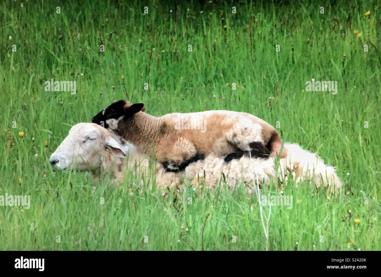 Lamb keeping warm Stock Photo Alamy