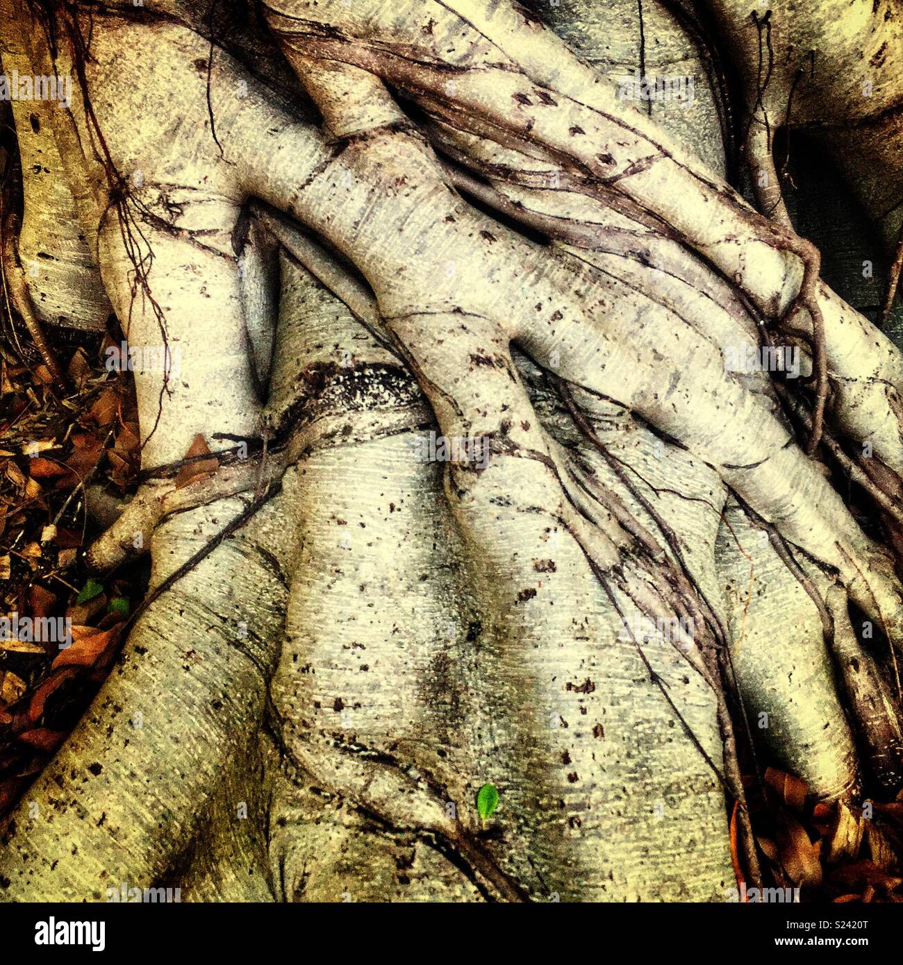 Detail of a Hills Weeping Fig (Ficus microcarpa var.hillii), Sydney, NSW, Australia - Smartphone Captured Stock Image