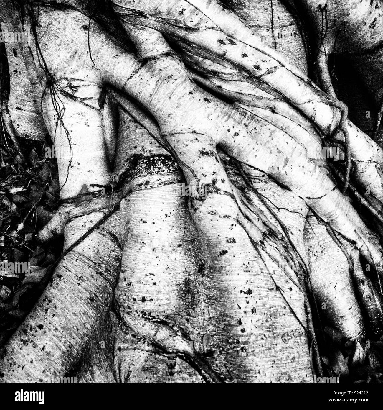 Detail of a Hills Weeping Fig (Ficus microcarpa var.hillii), Sydney, NSW, Australia - Smartphone Captured Stock Image