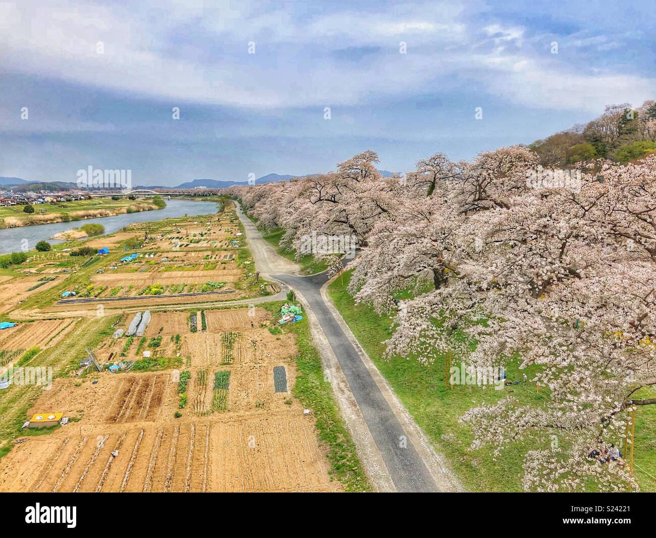 Rows of cherry blossom trees in Shibata, Japan. - Smartphone Captured Stock Image