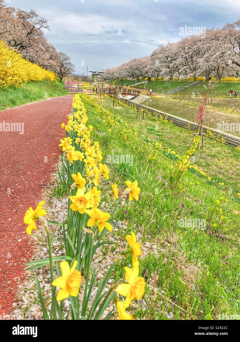 Rows of daffodils and cherry blossom trees in Shibata Town, Japan Stock