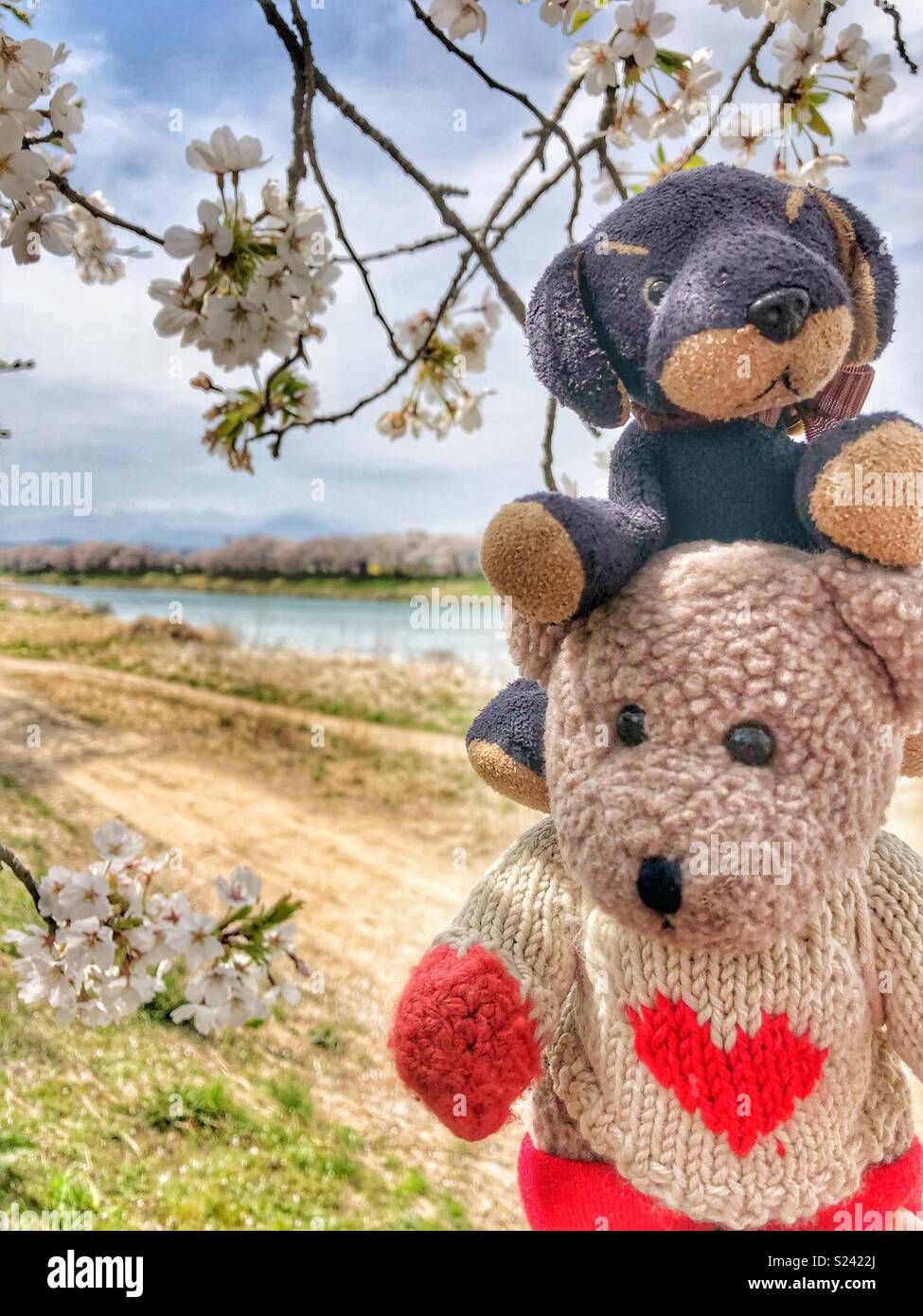 Stuffed animals playing under cherry blossom trees in Japan. - Smartphone Captured Stock Image