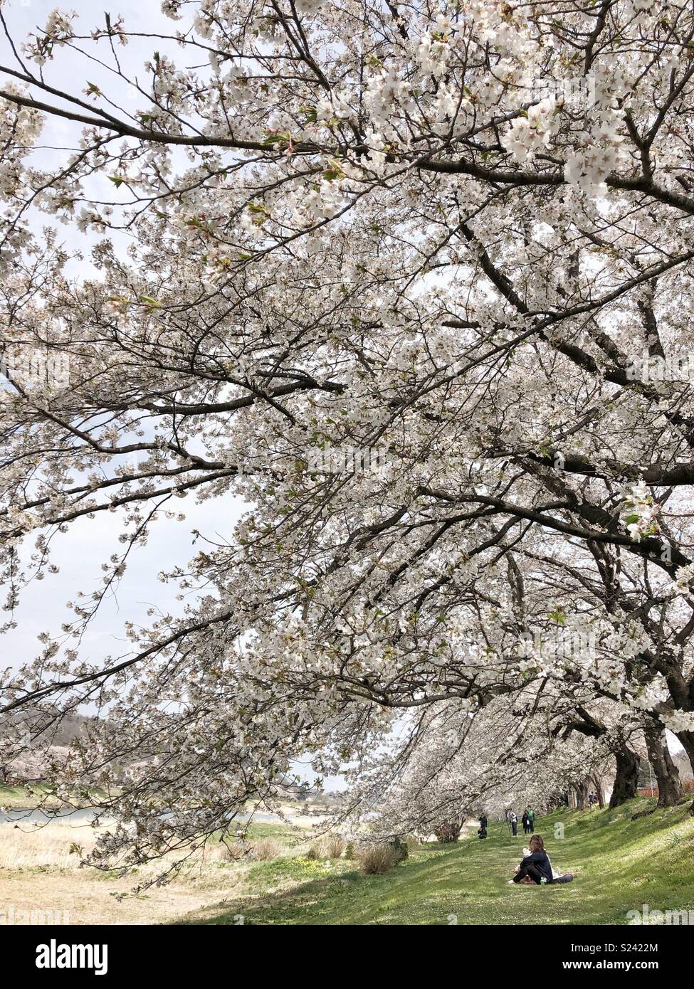 Cherry blossom season in Japan Stock Photo Alamy