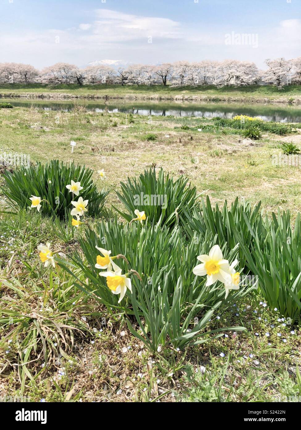 Daffodils and cherry blossoms in Japan Stock Photo Alamy