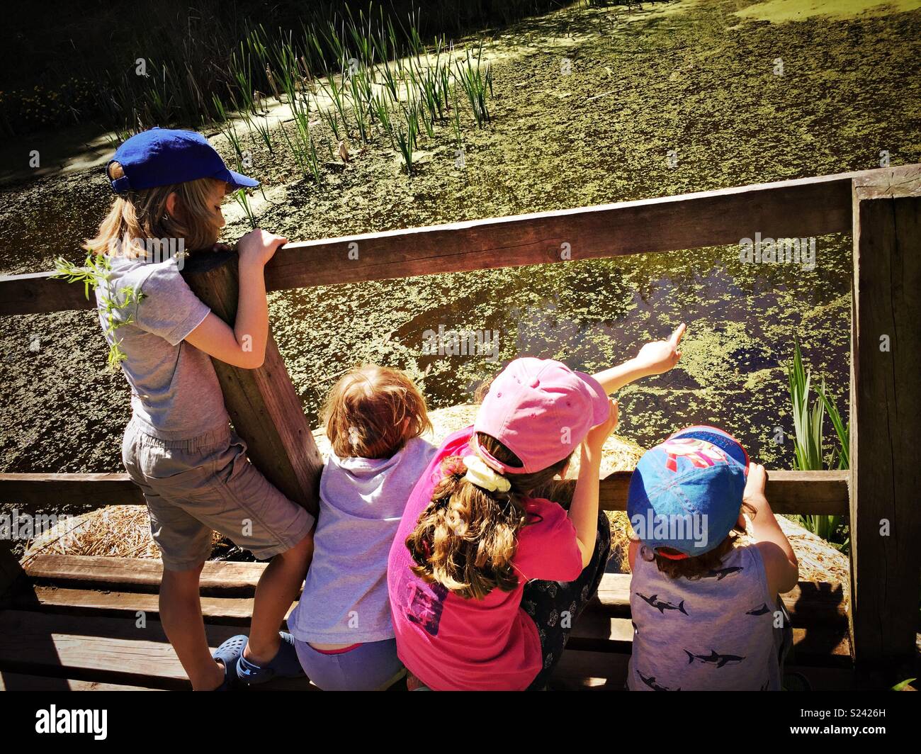 Children viewing nature pond in summer. - Smartphone Captured Stock Image