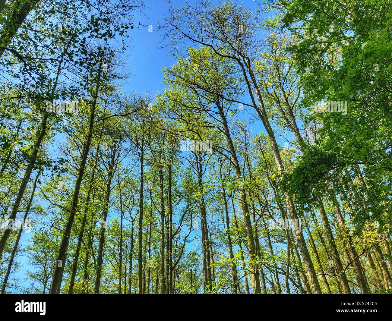 Looking upwards at summer trees - Smartphone Captured Stock Image