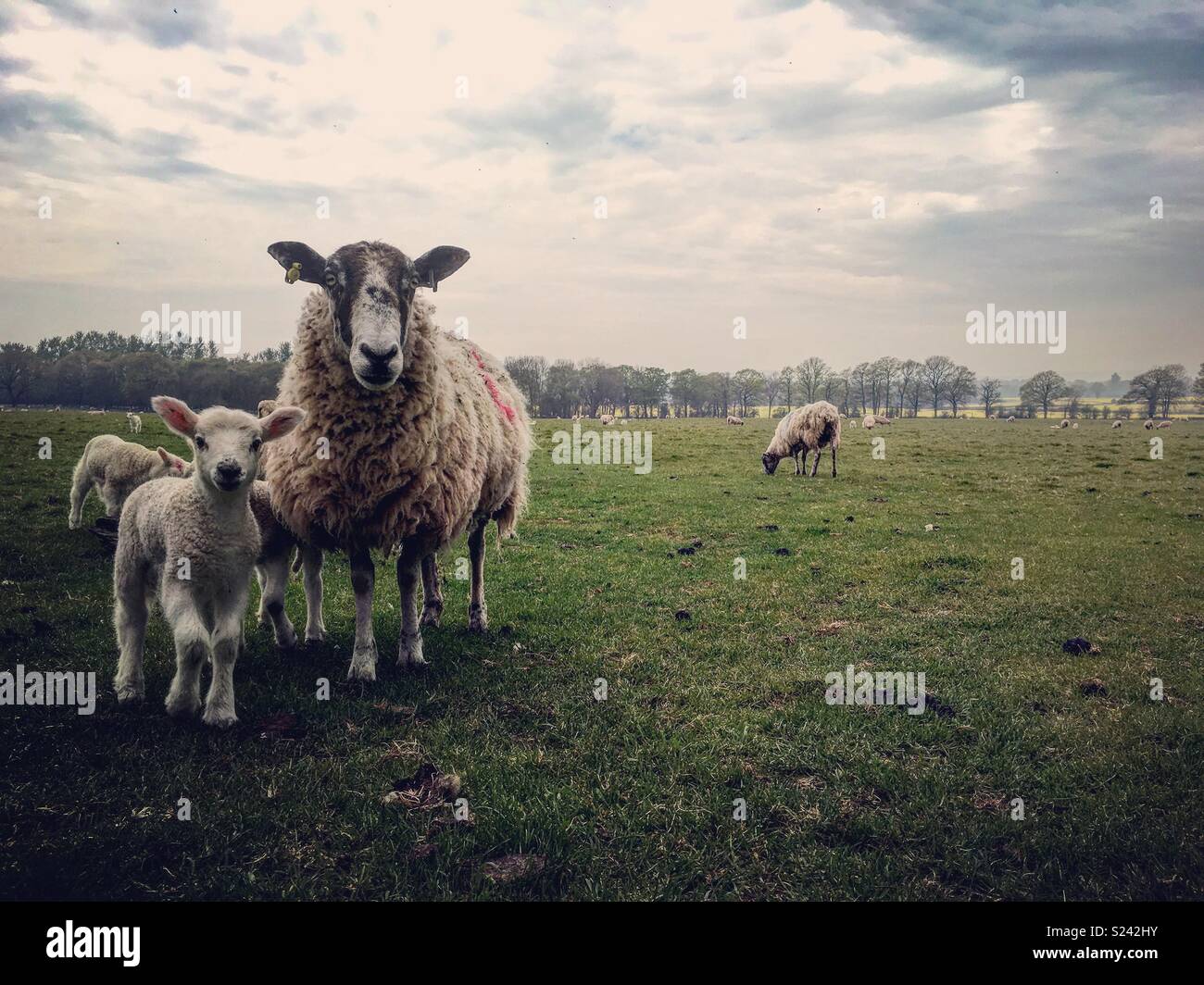 Sheep and spring lambs in Hereford field Stock Photo