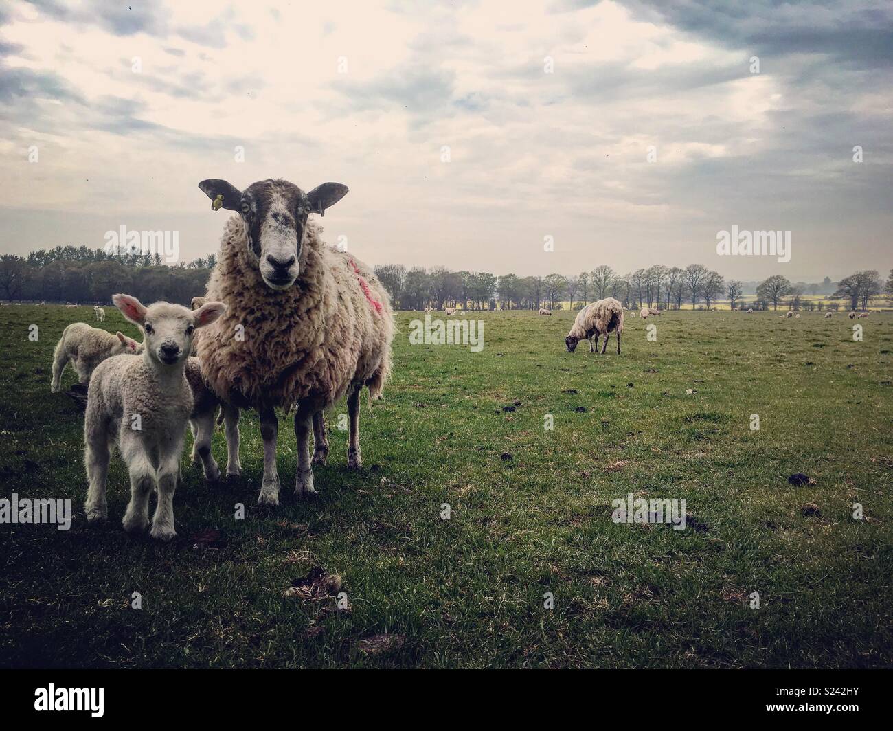 Sheep and spring lambs in Hereford field Stock Photo - Alamy
