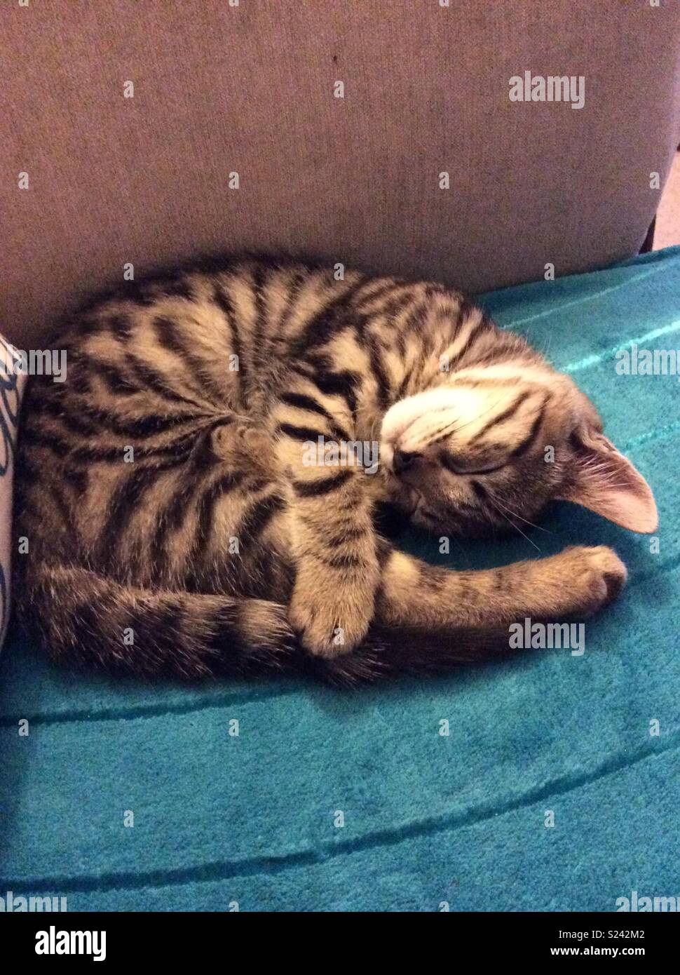 Time for a cat nap anyone Stock Photo Alamy