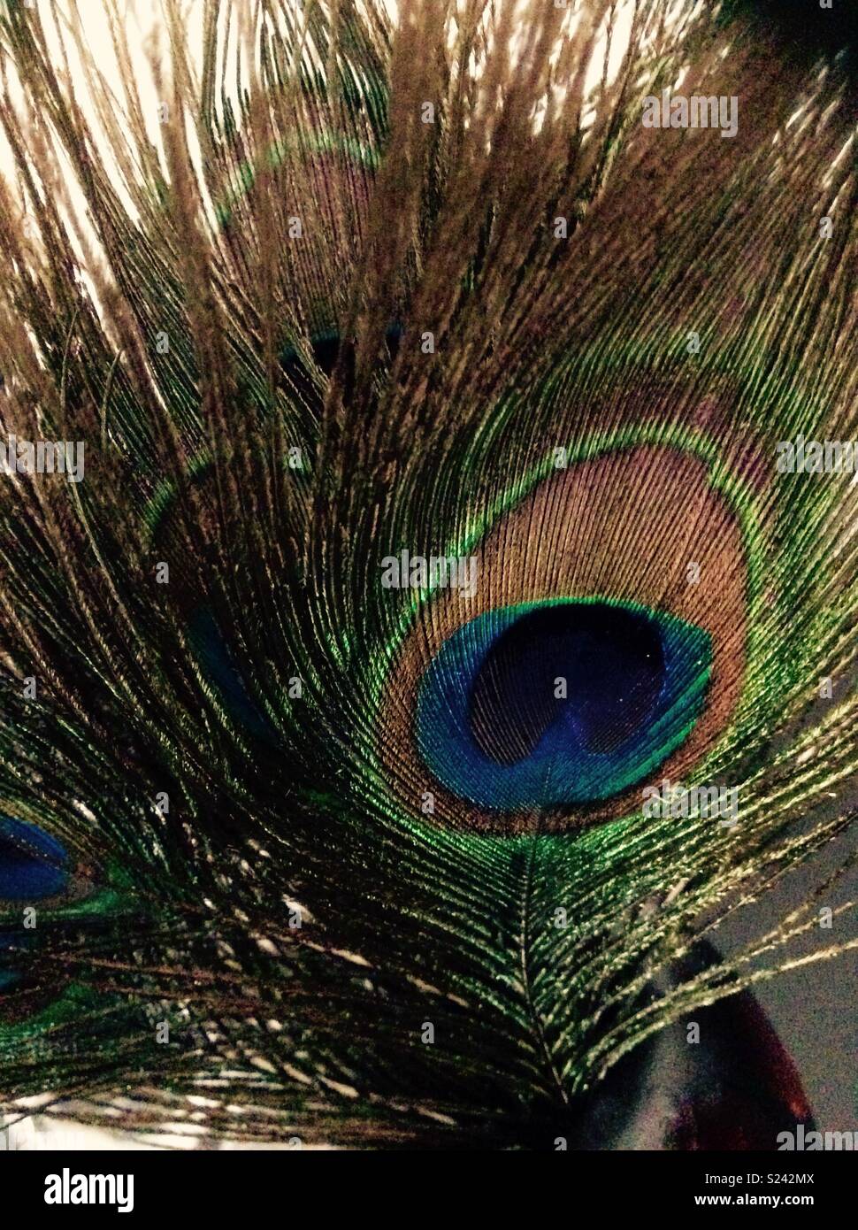 A Collection Of Peacock Feathers In A Small Vase Stock Photo