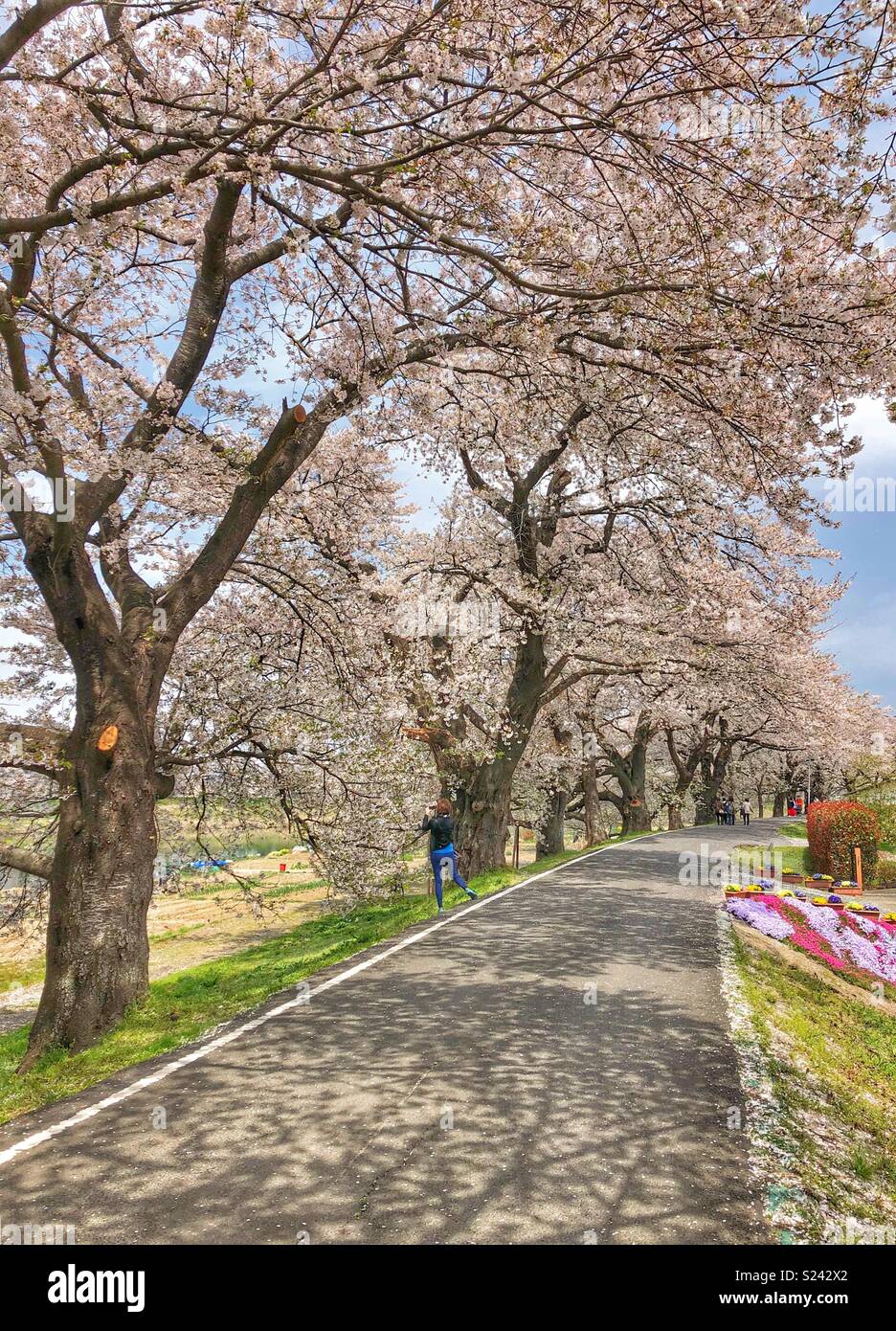 Tranquil walk under the blossoming cherry trees in Japan. - Smartphone Captured Stock Image