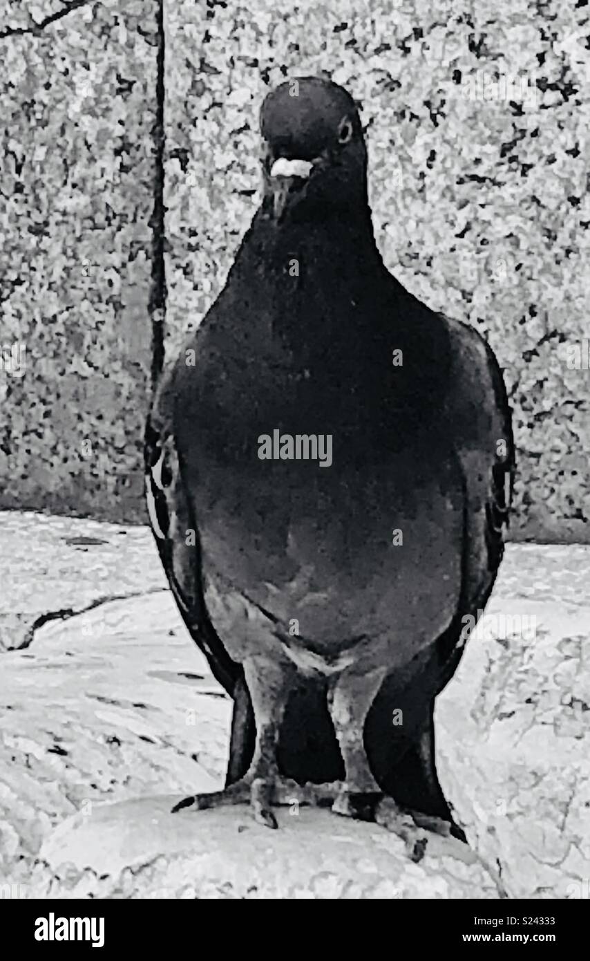 Black And White Pigeon Stock Photos & Black And White Pigeon Stock Images Alamy