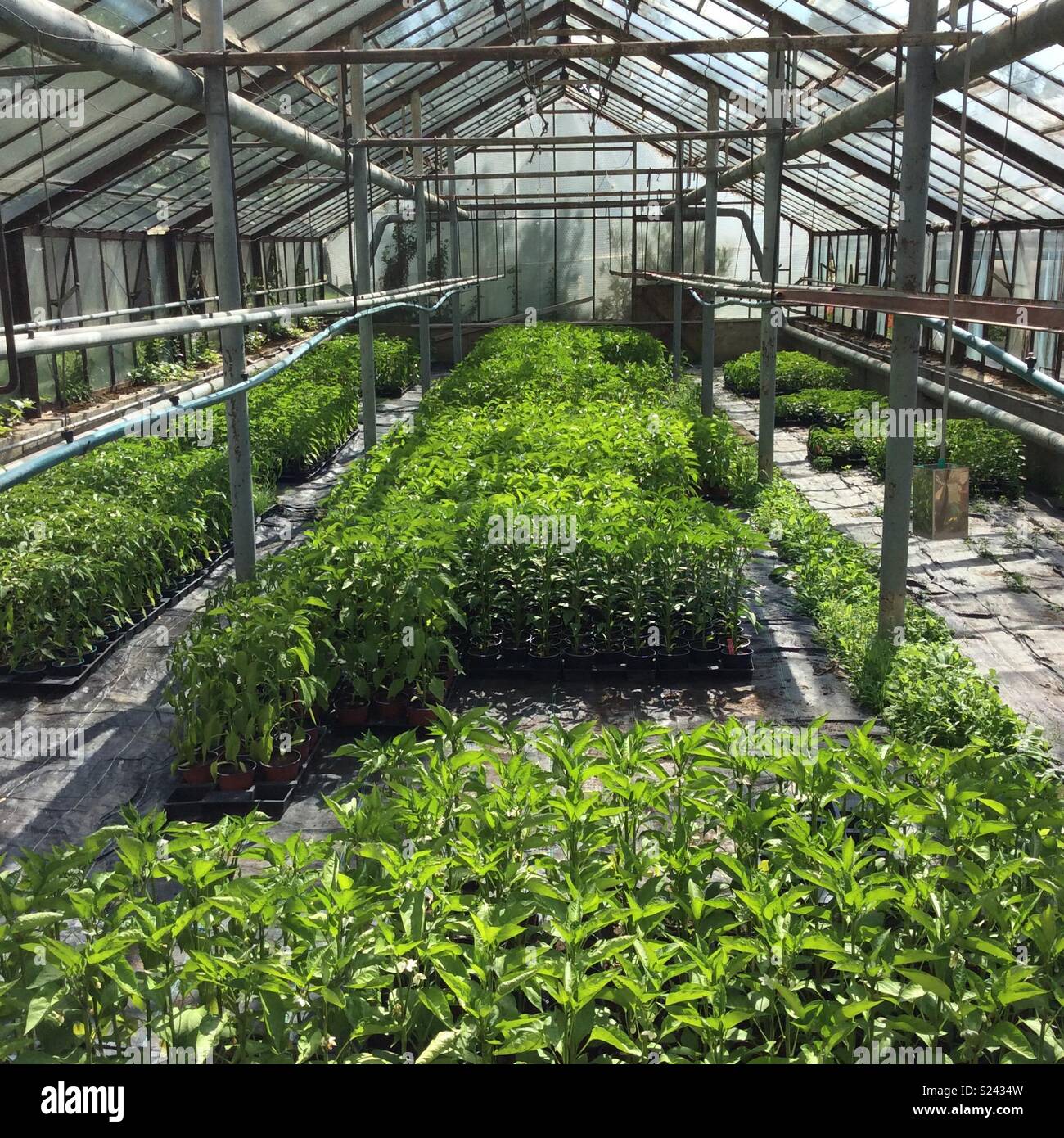 Growing Plants In Greenhouse Stock Photo Alamy