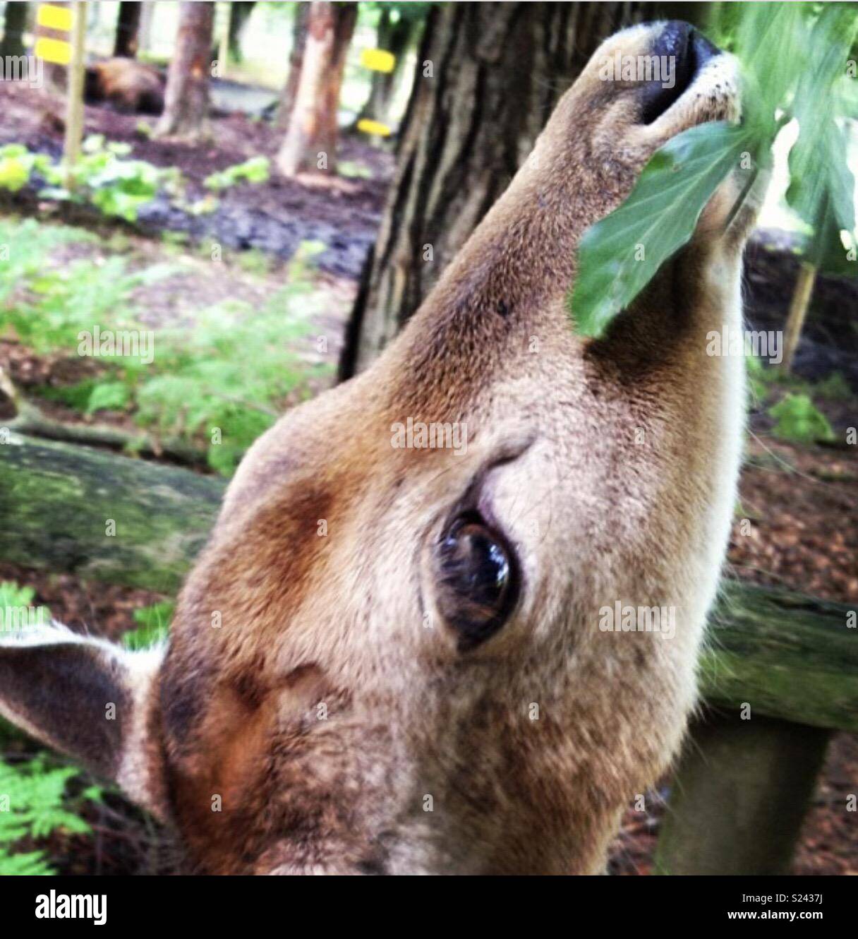 Food eating deer hi-res stock photography and images - Alamy