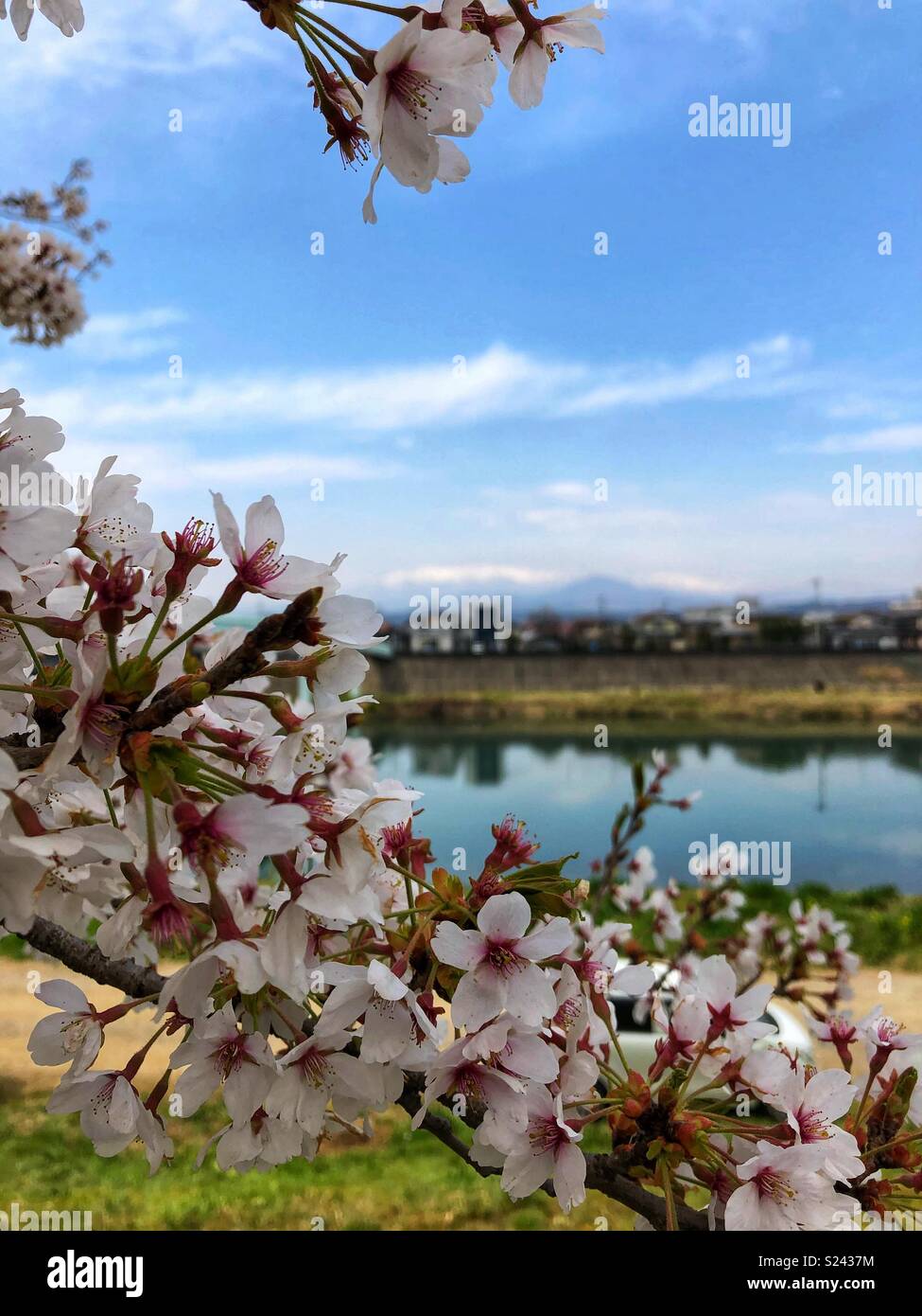 Cherry blossoms along the riverbank in Shibata Town, Japan. - Smartphone Captured Stock Image
