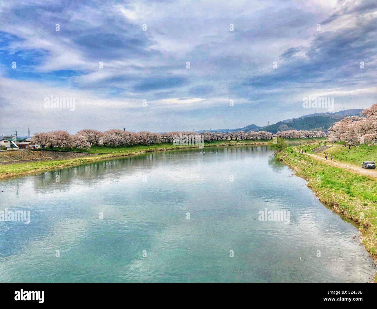Cherry blossoms line the riverbank in Ogawara-Shibata Town in Japan. - Smartphone Captured Stock Image
