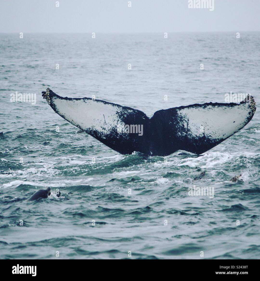 Humpback Whale of Monterey Bay Stock Photo