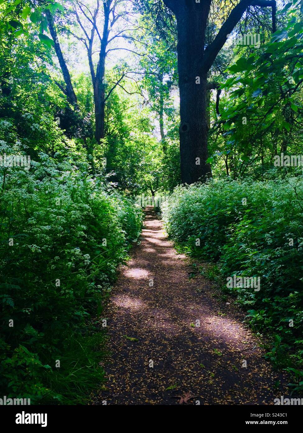 Path in woods. Orleans woods twickenham - Smartphone Captured Stock Image
