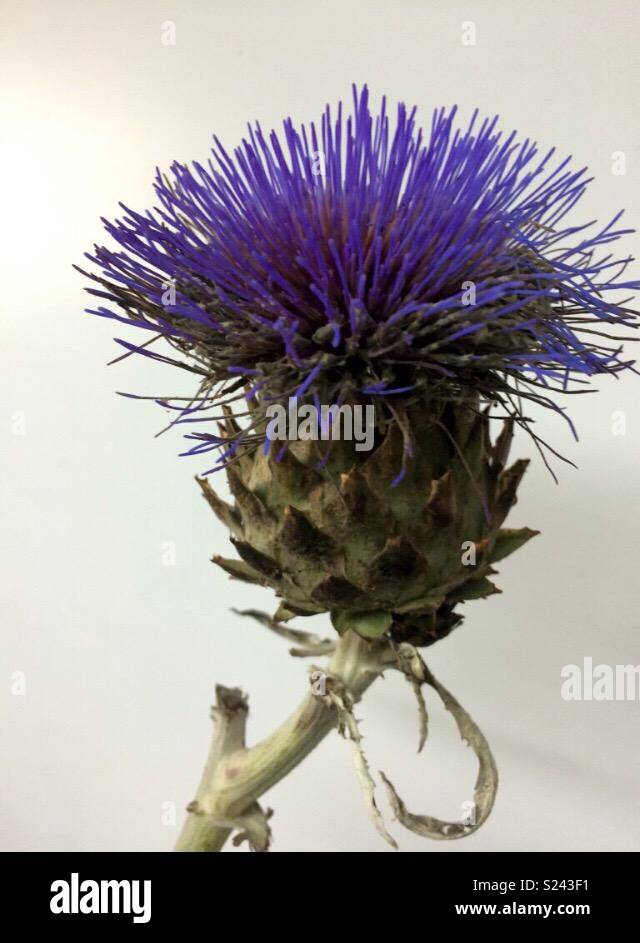 Stunning blue thistle Stock Photo Alamy