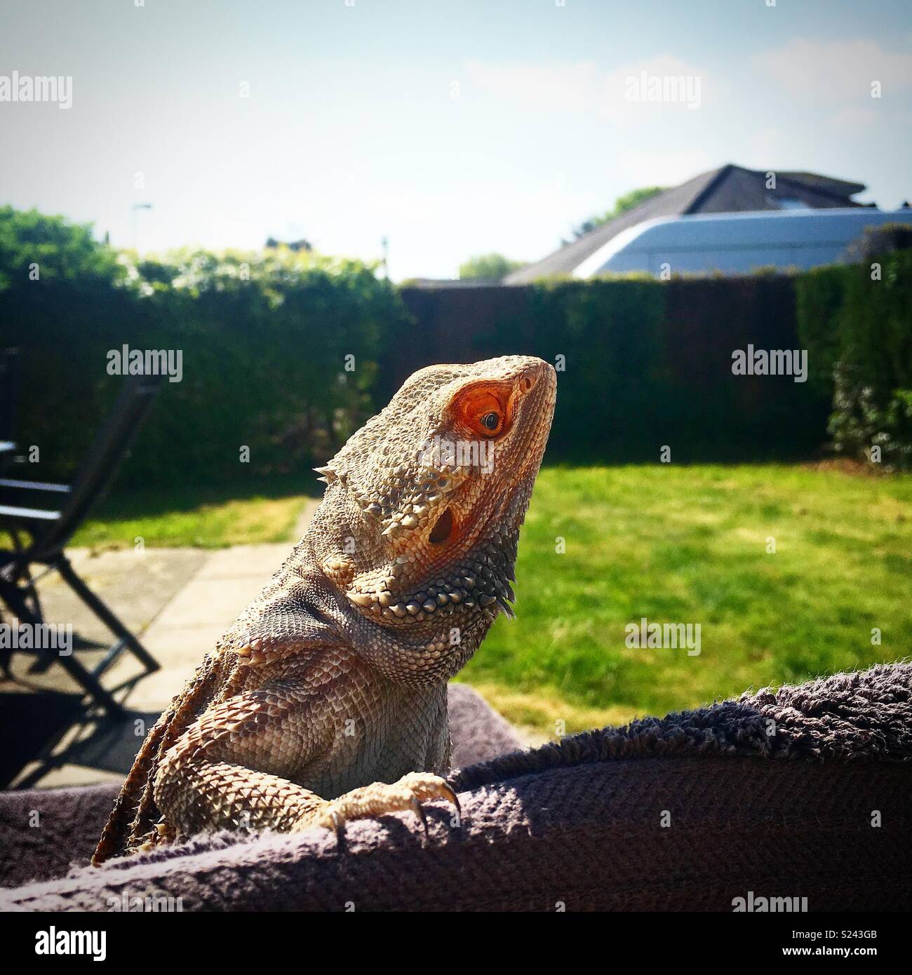 Beardie hi-res stock photography and images - Alamy