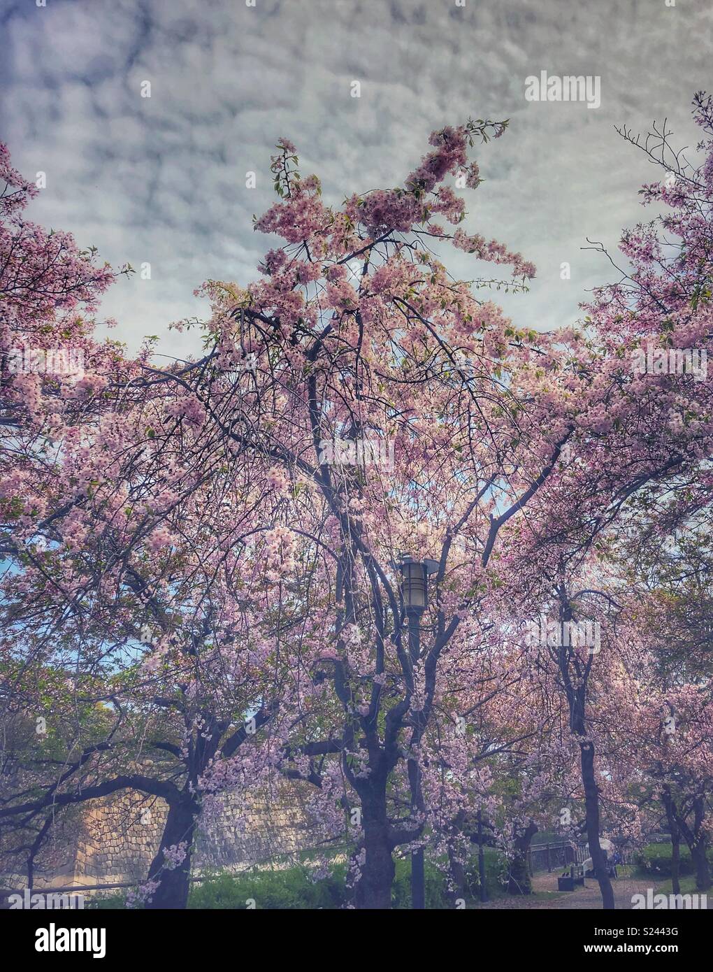 A cherry tree ready to embrace you. - Smartphone Captured Stock Image
