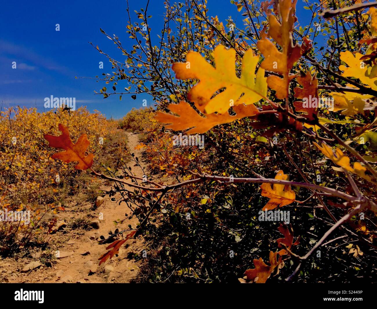 Autumn trail. - Smartphone Captured Stock Image