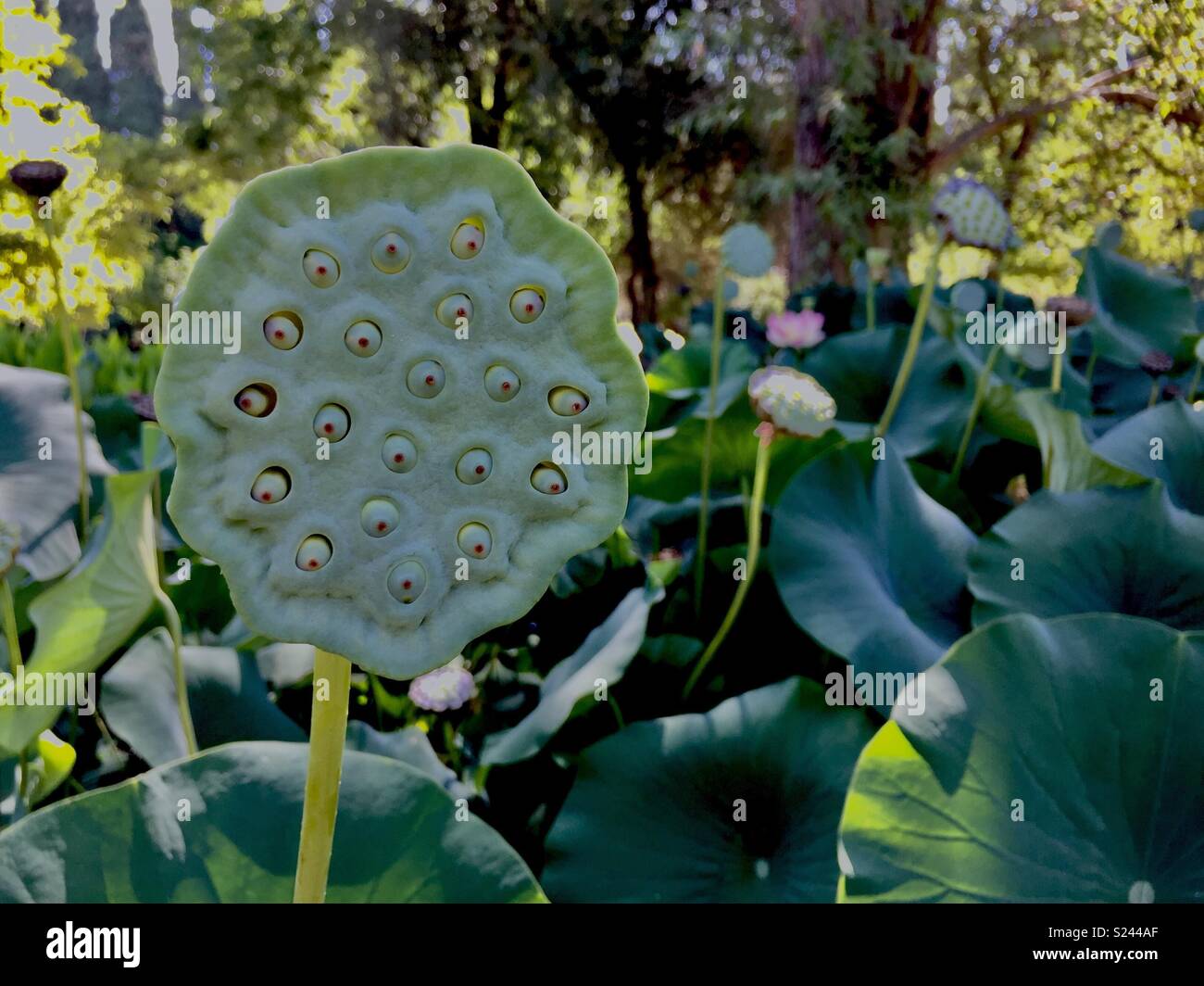 Lotus flower seeds. Stock Photo