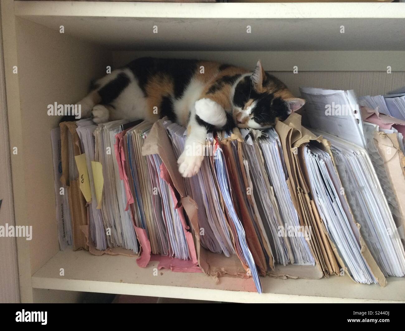 Cat sleeping on paperwork Stock Photo Alamy