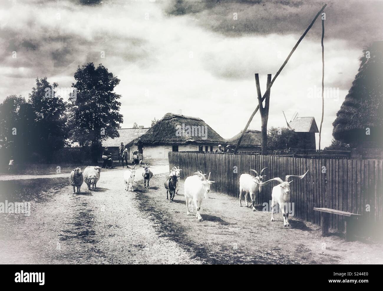 Walking goats in Ethnographic Park, Tokarnia, Poland Stock Photo