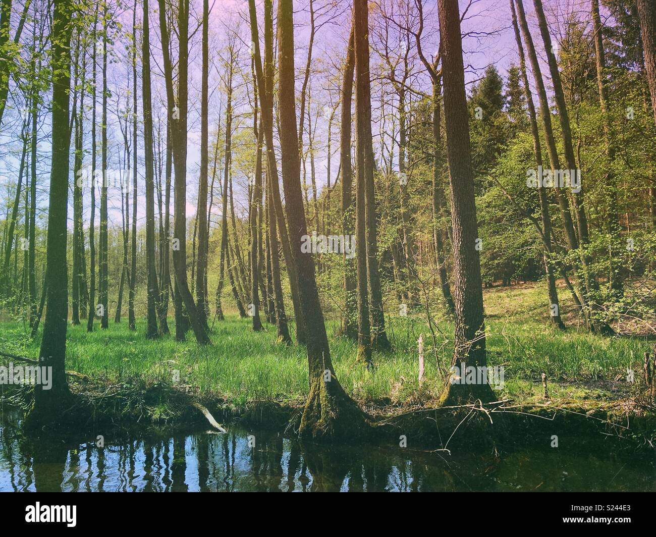 Elder trees on the edge of the Kuestriner Bach, Lychen, Brandenburg, Germany - Smartphone Captured Stock Image