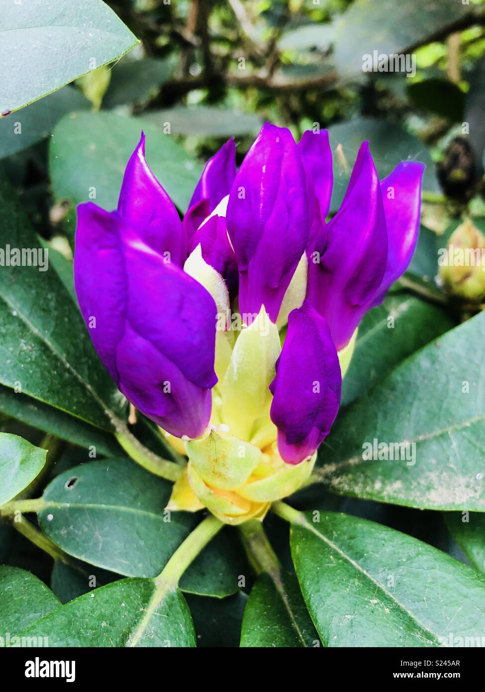 Purple rhododendron bud just opening - Smartphone Captured Stock Image