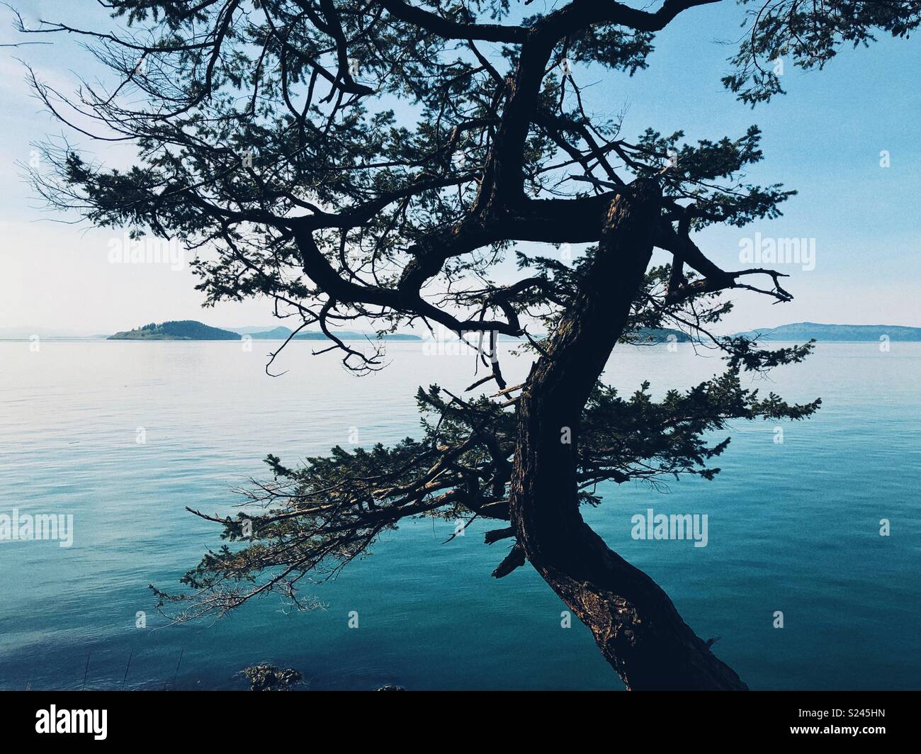 Twisted evergreen tree on one of the San Juan islands archipelago - Smartphone Captured Stock Image