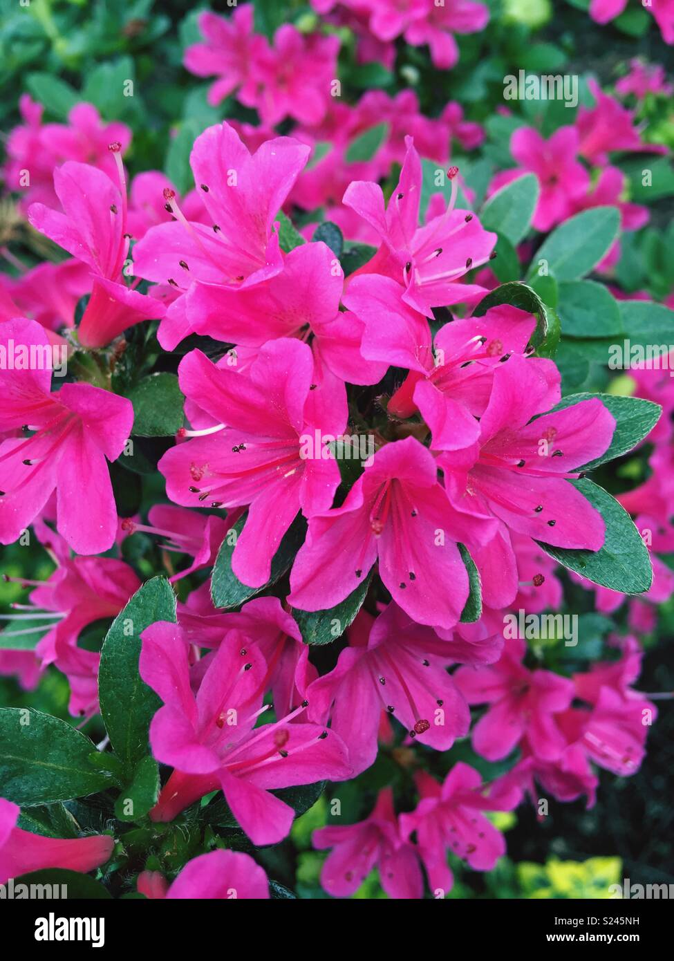 Flower - Smartphone Captured Stock Image