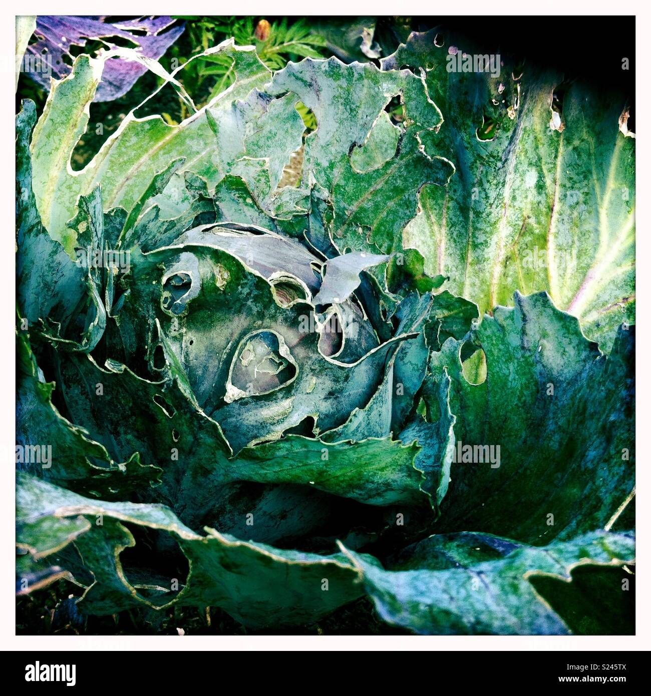 Cabbage growing in a cabbage patch Stock Photo Alamy
