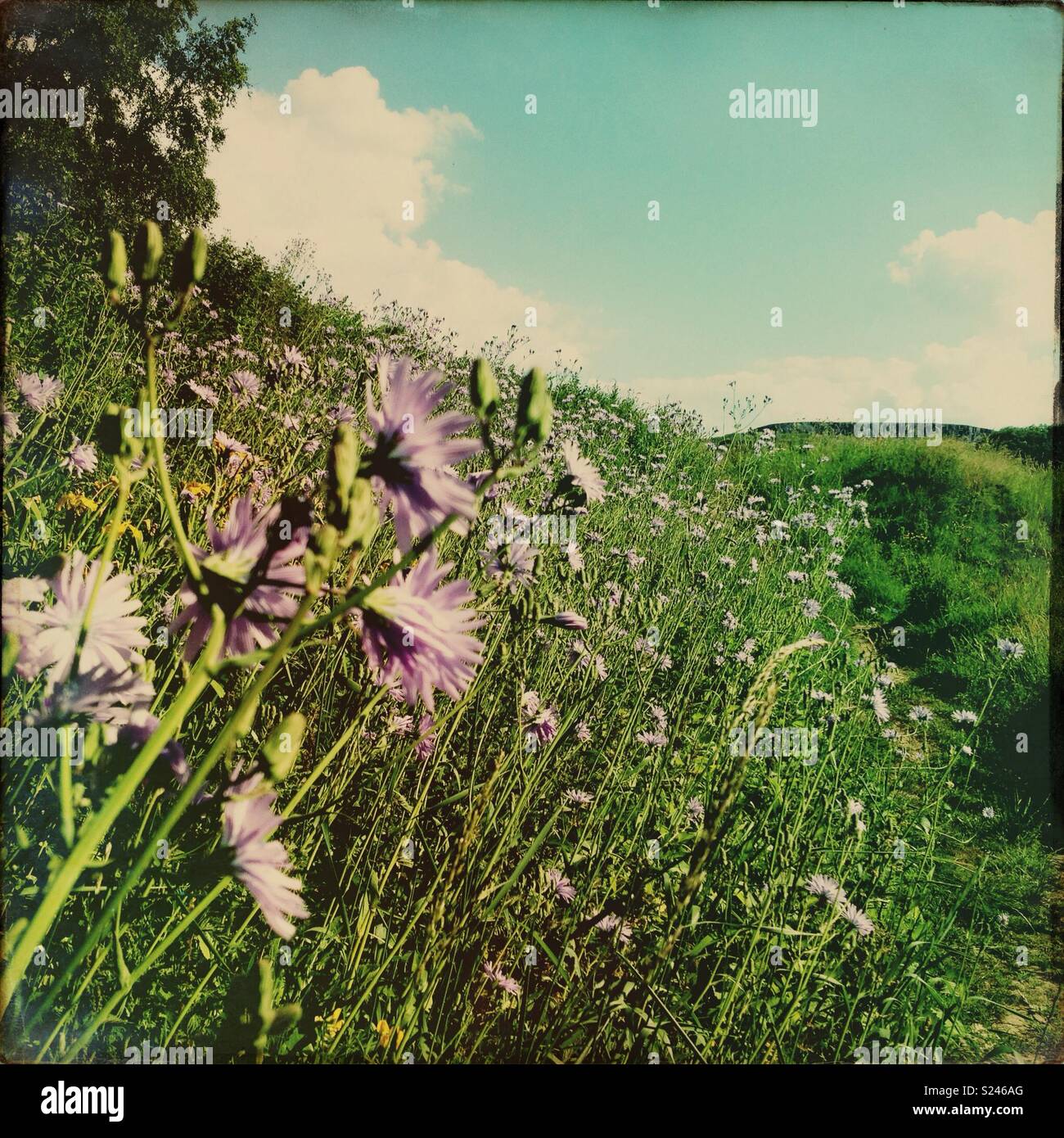 Summer meadow. Flowers. Flowery field. Flowers in sunshine. Lilac flowers in English meadow. Stock Photo