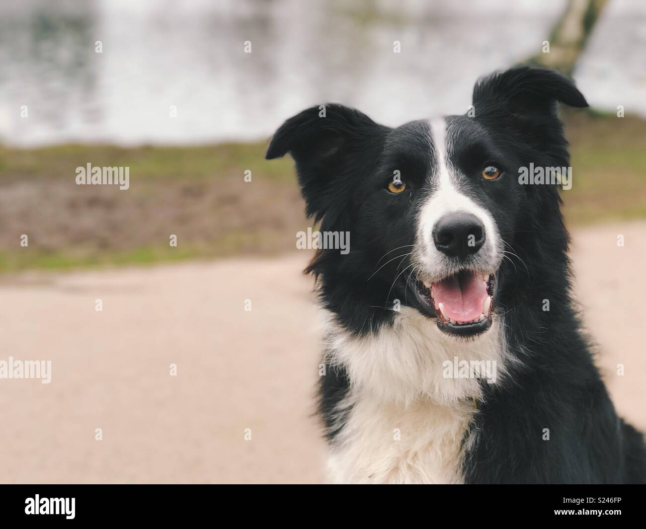 A headshot of a border collie looking happy with his mouth open and ears pricked up. Stock Photo
