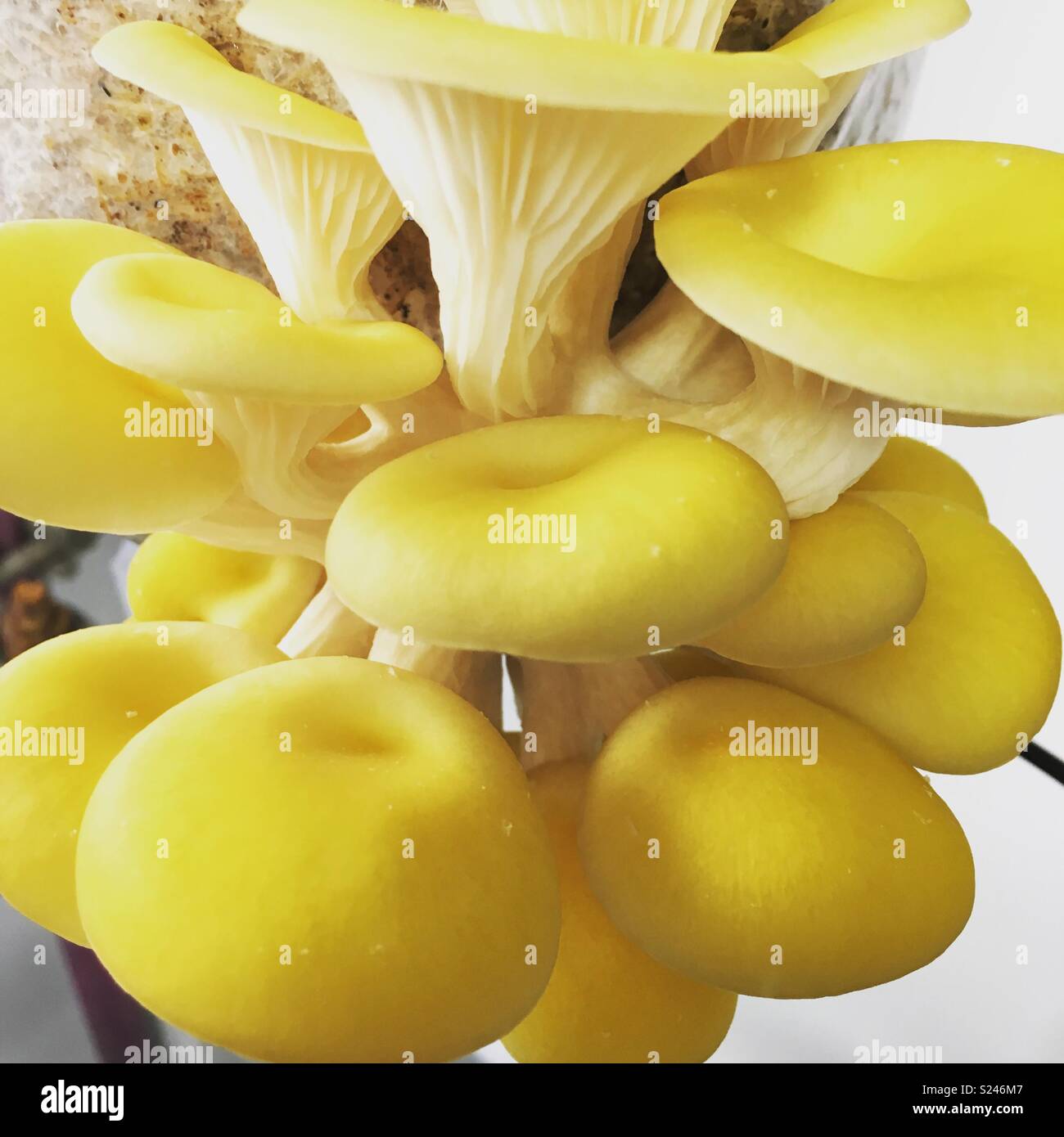 Oyster mushroom Stock Photo