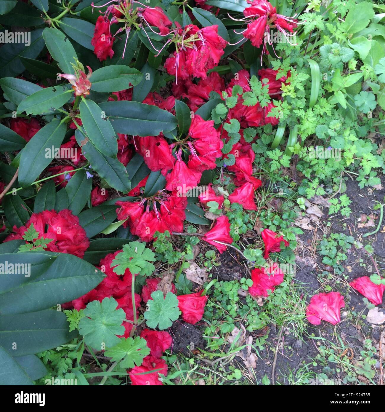 Dying red rhododendron flowers Stock Photo Alamy