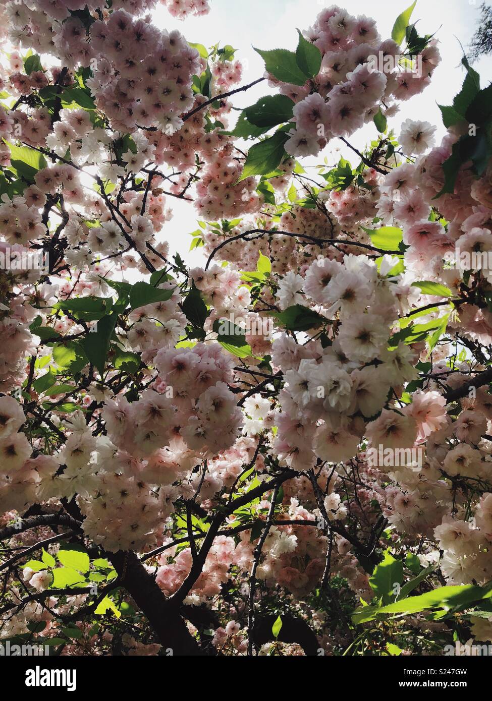 White cherry blossom tree - Smartphone Captured Stock Image